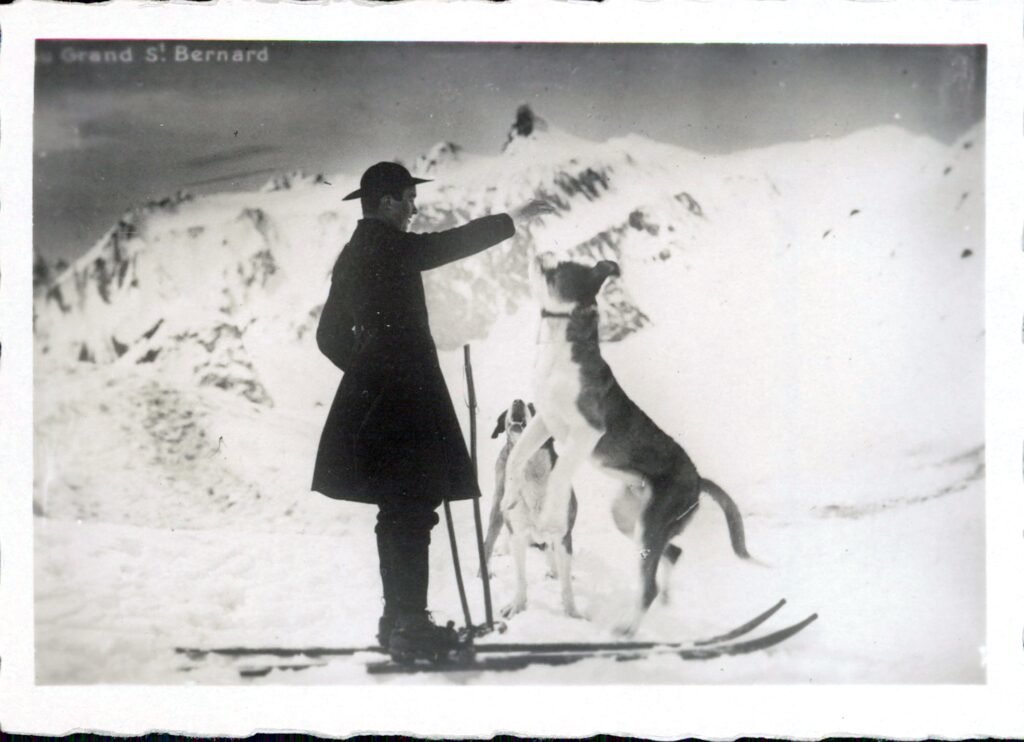 Saint Bernard in use as an avalanche dog, 1929. Photo by Dr. Gustav Nünnicke