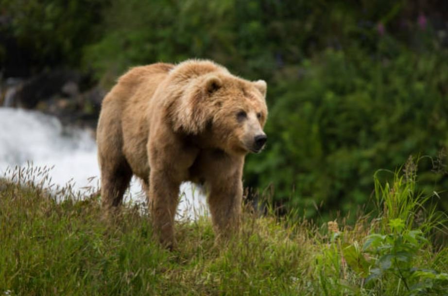 Kodiak brown bear