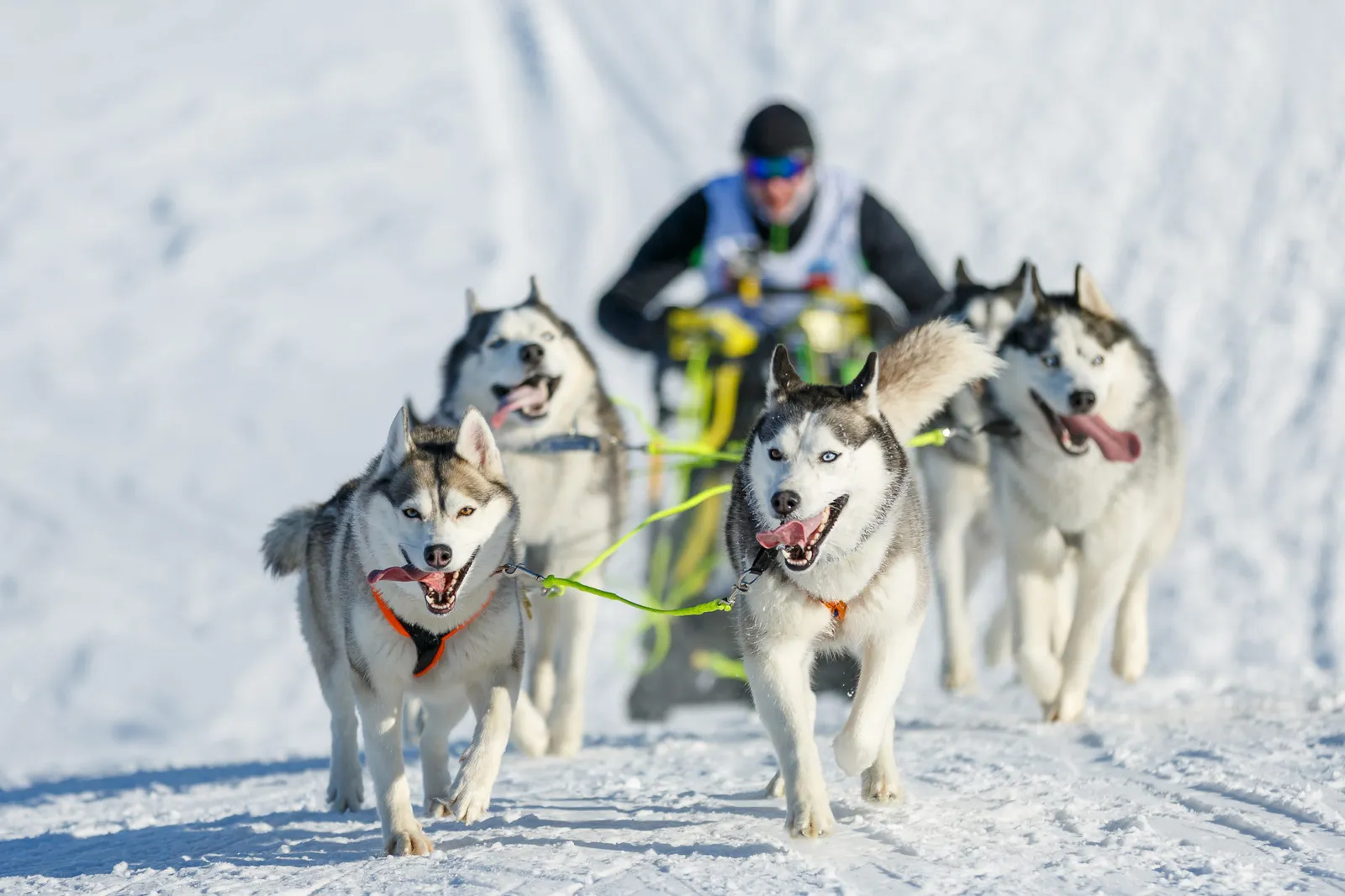 dogsledding
