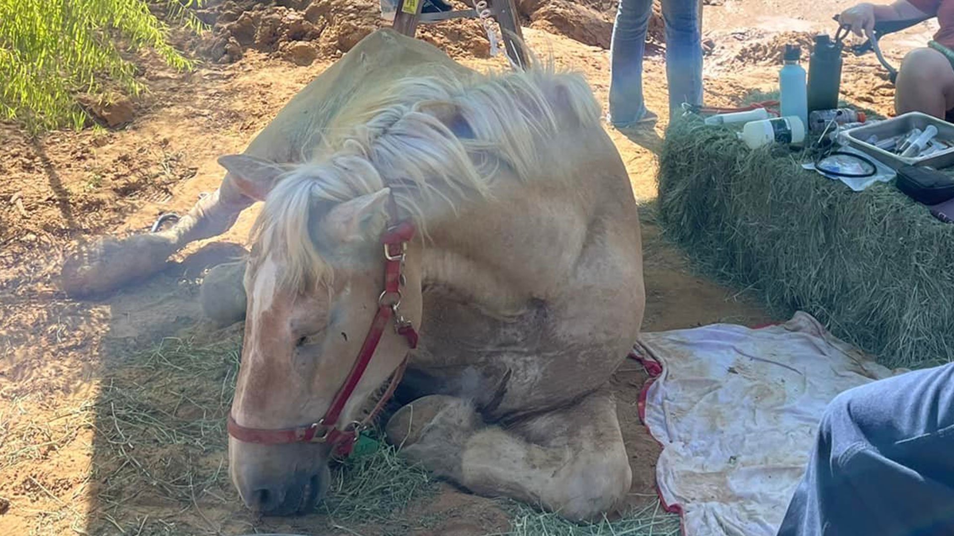 Huge Belgian draft horse