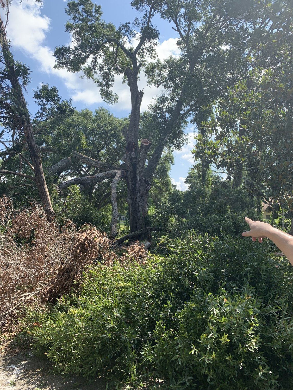 Florida man oak