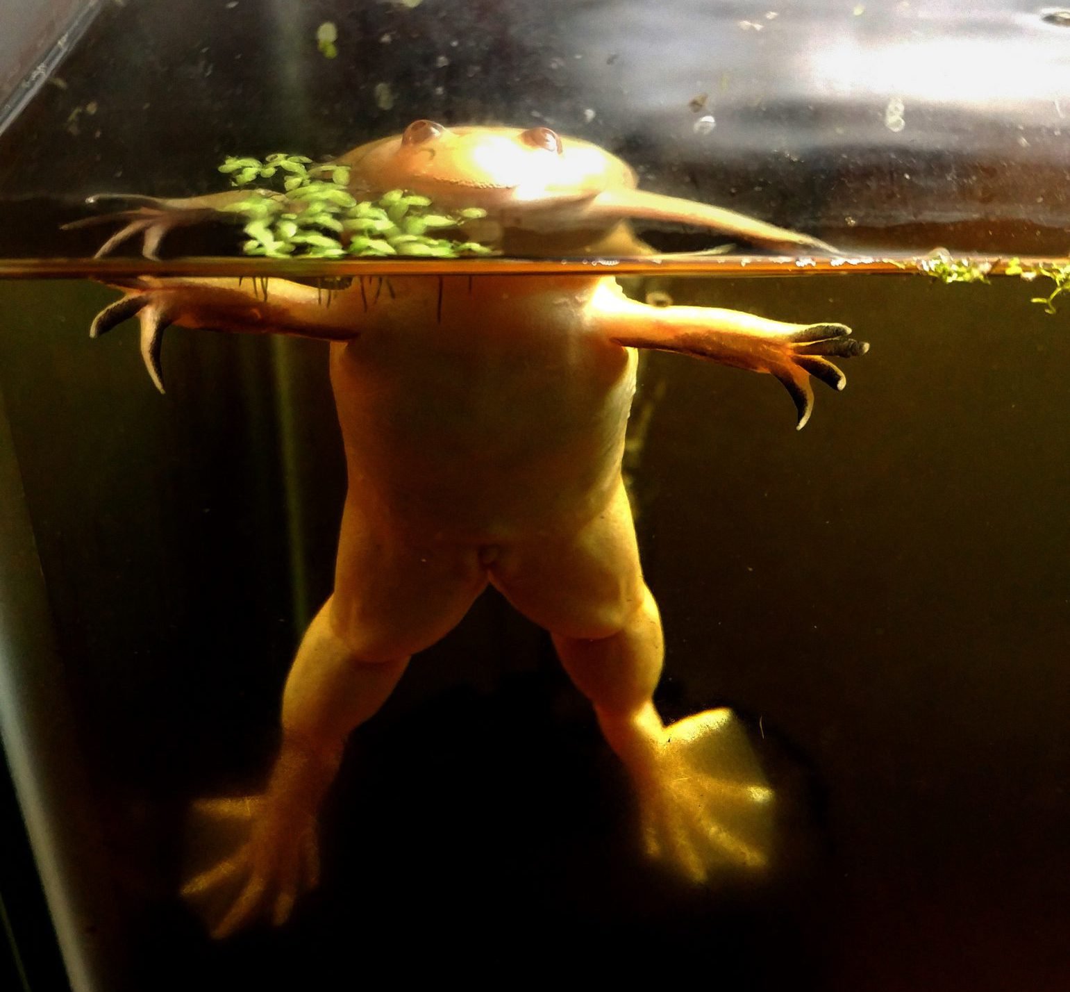 xenobots African clawed frog