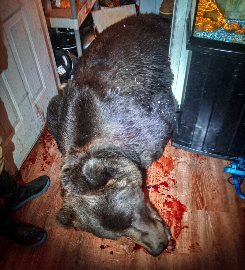 Full-Kodiak-Bear-dead-in-living-room-.jpg