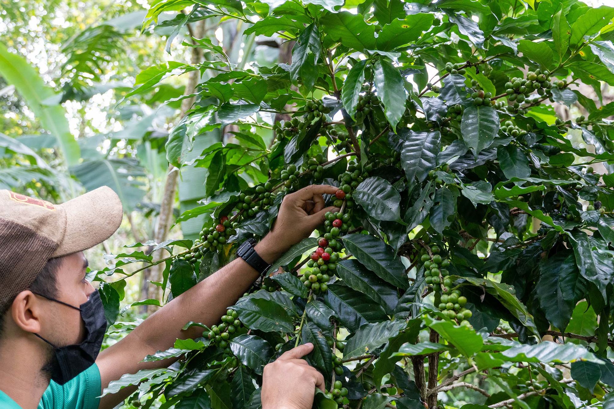 Costa Rican coffee farm