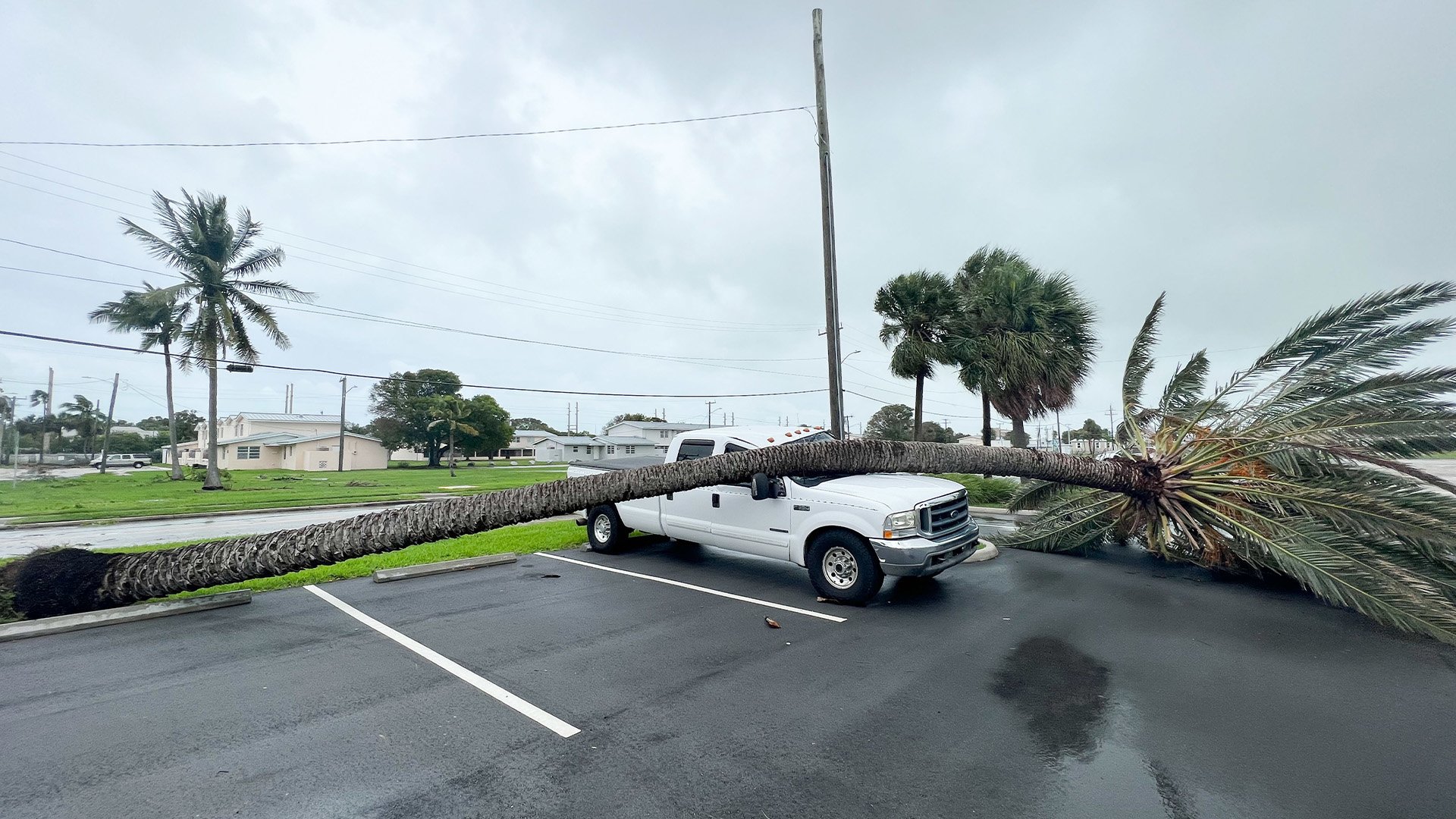 A palm tree felled by Hurricane Ian crushed a truck parked at Naval Air Station Key West’s Trumbo Point Annex. US Navy photo.