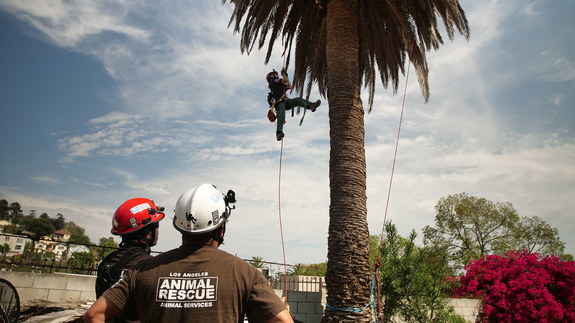 Los Angeles Firefighter