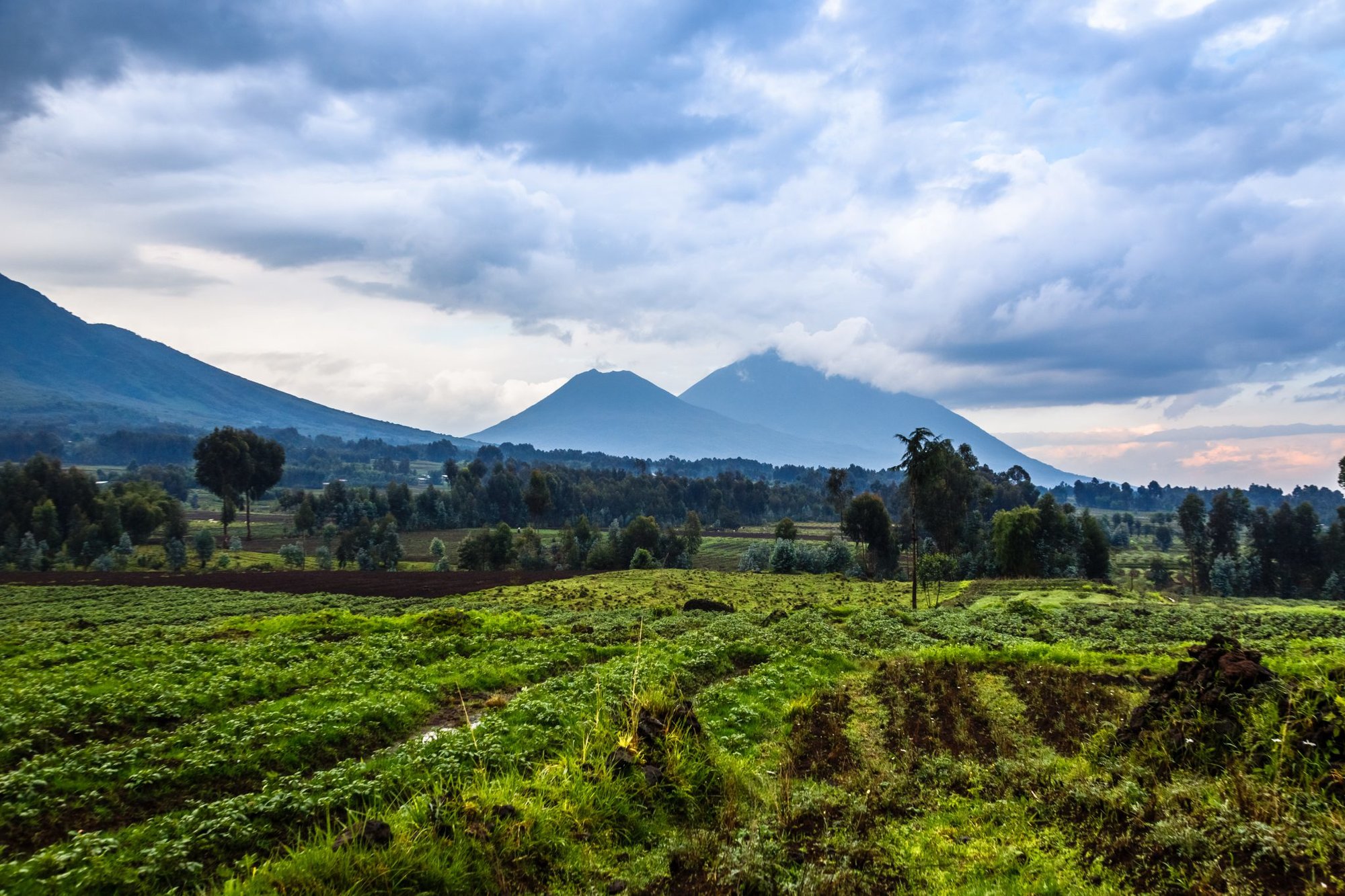 rwanda, farmlands, coffee or die