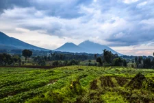 Virunga volcano national park landscape with green farmland fields in the foreground, Rwanda
