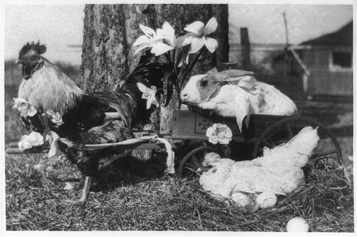 Photograph shows a rooster hitched to a small wagon with a bunny riding inside; a hen sits nearby with eggs, ca. 1930, a photo by Underwood & Underwood now in the Library of Congress.