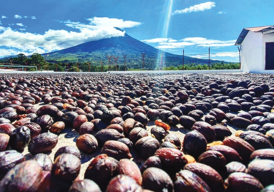 washed coffee process