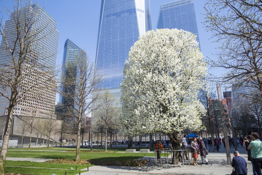 911 memorial, 911, museum, new york, coffee or die, survivor tree