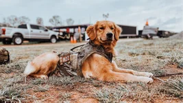 A golden retriever trained by Rescue 22 in a tactical vest. Photo courtesy of Rescue 22 Foundation.