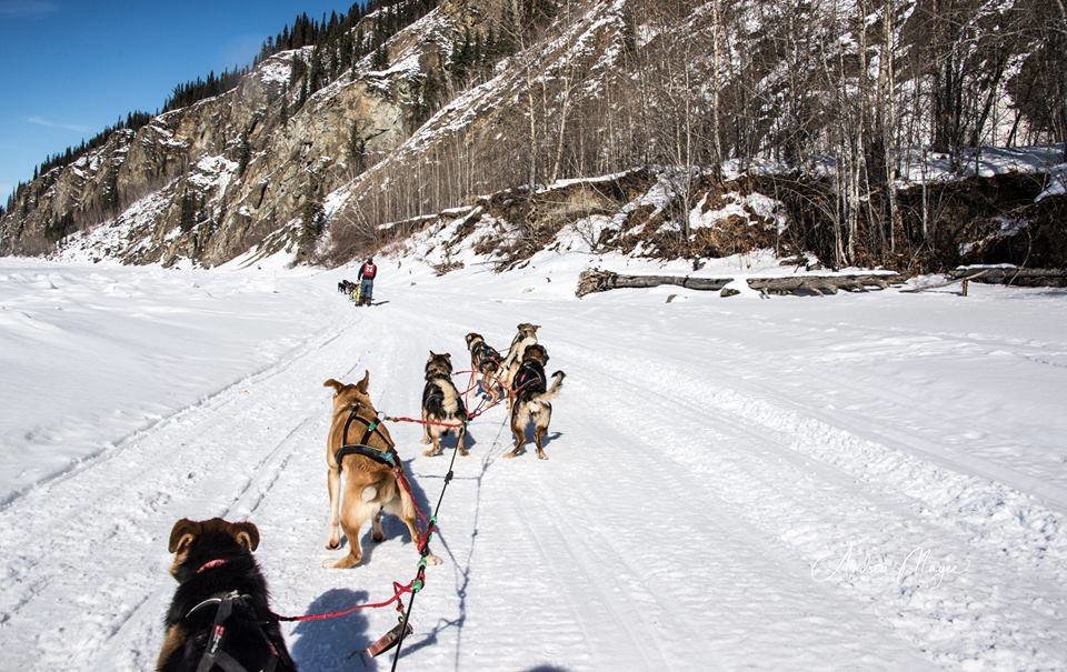 dogsledding