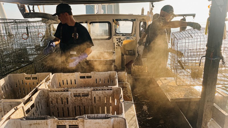 blue crabs crabbing