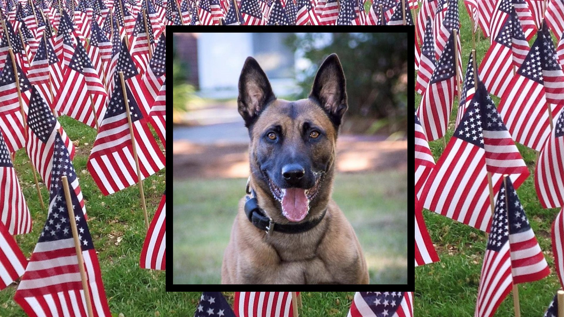 Frankie, a K9 working dog for the Massachusetts State Police's Violent Fugitive Apprehension Section, died from gunshot wounds on Tuesday, July 27, 2022.  Coffee or Die Magazine composite.
