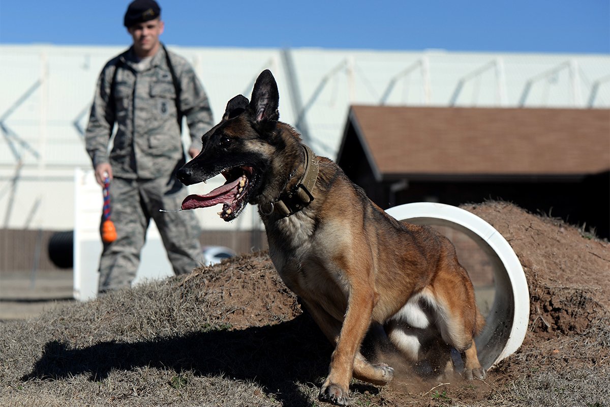 military working dog