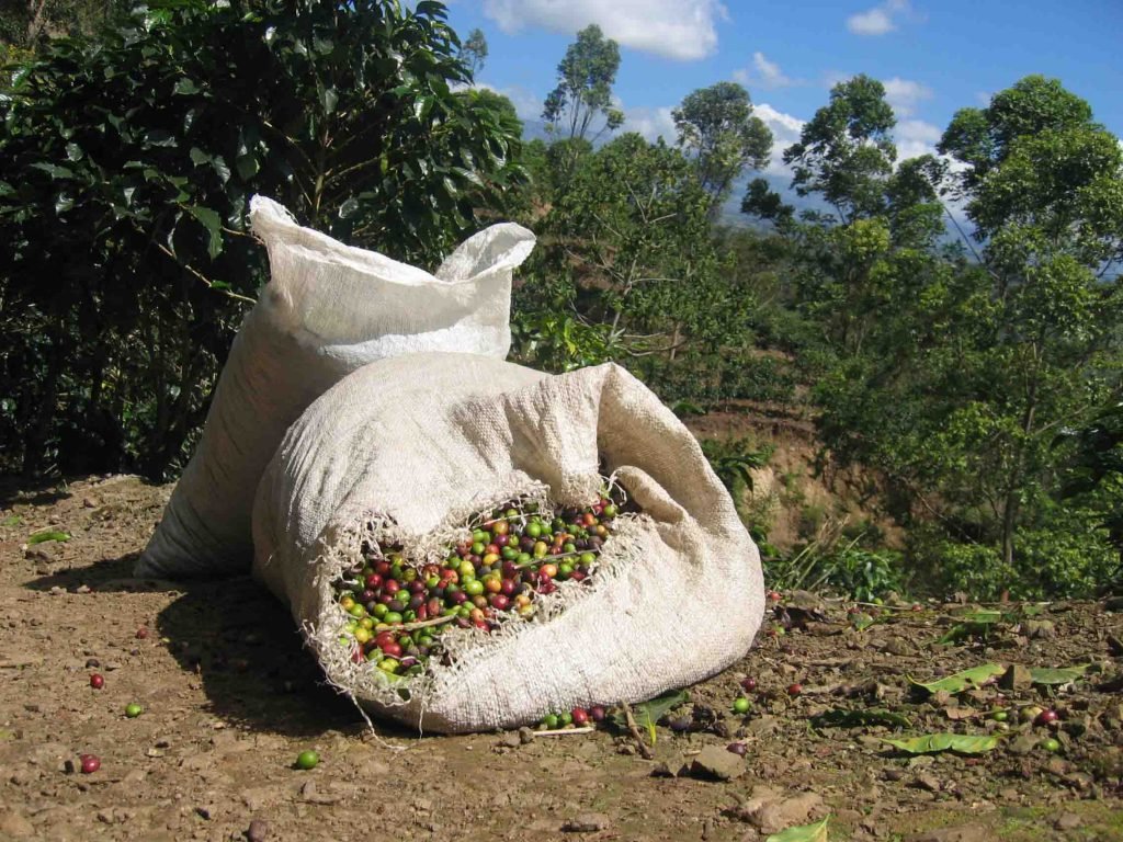 Coffee Costa Rica, recycled coffee pulp to regenerate rainforest
