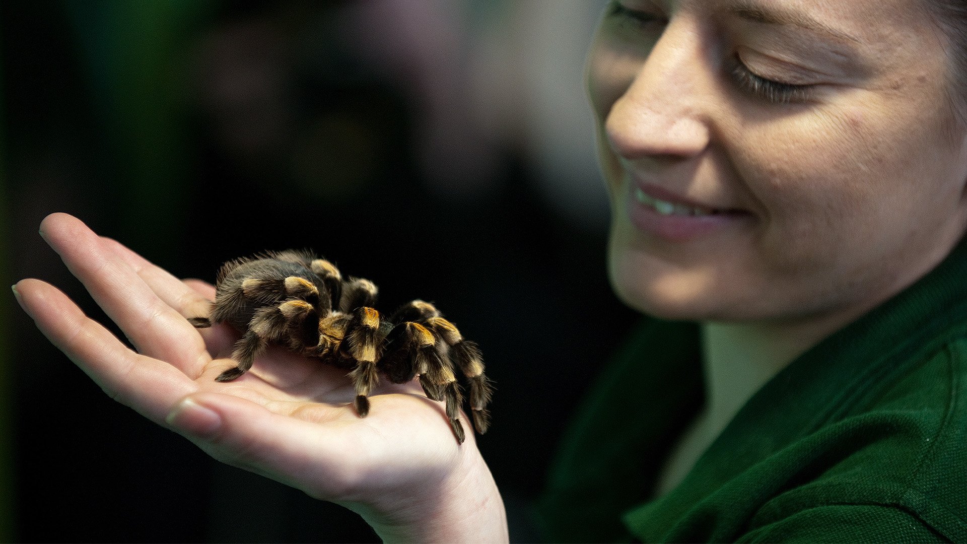 People all over the world keep exotic pets like this tarantula crawling on the hand of Kate Pearce, a zookeeper at the London Zoo, on Jan. 4, 2011. But without an export license, the creatures can't leave the US. Photo by Leon Neal/AFP via Getty Images.