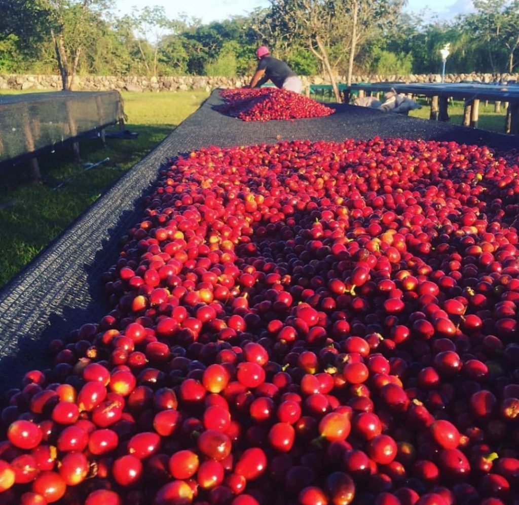 geisha coffee, panama, coffee or die