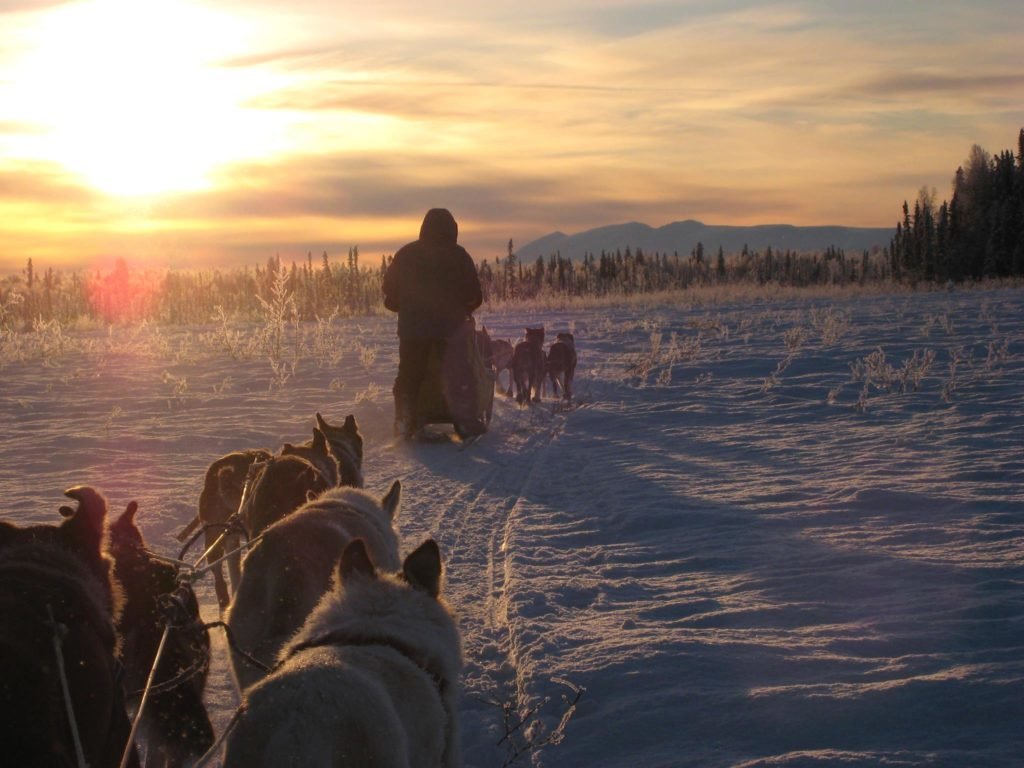 dogsledding