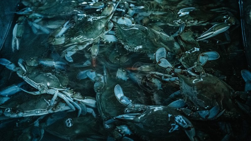 blue crabs