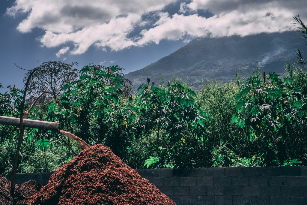 guatemala, coffee, coffee or die, marty skovlund jr.