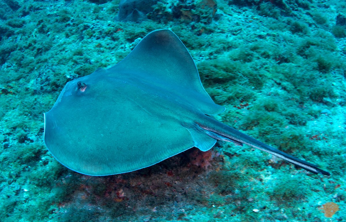 southern stingray