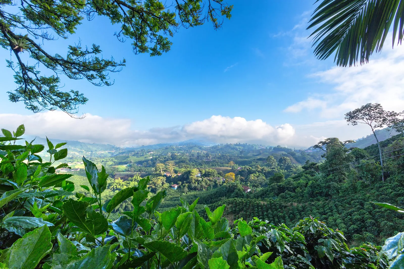 Green Coffee Summit, Coffee Fields