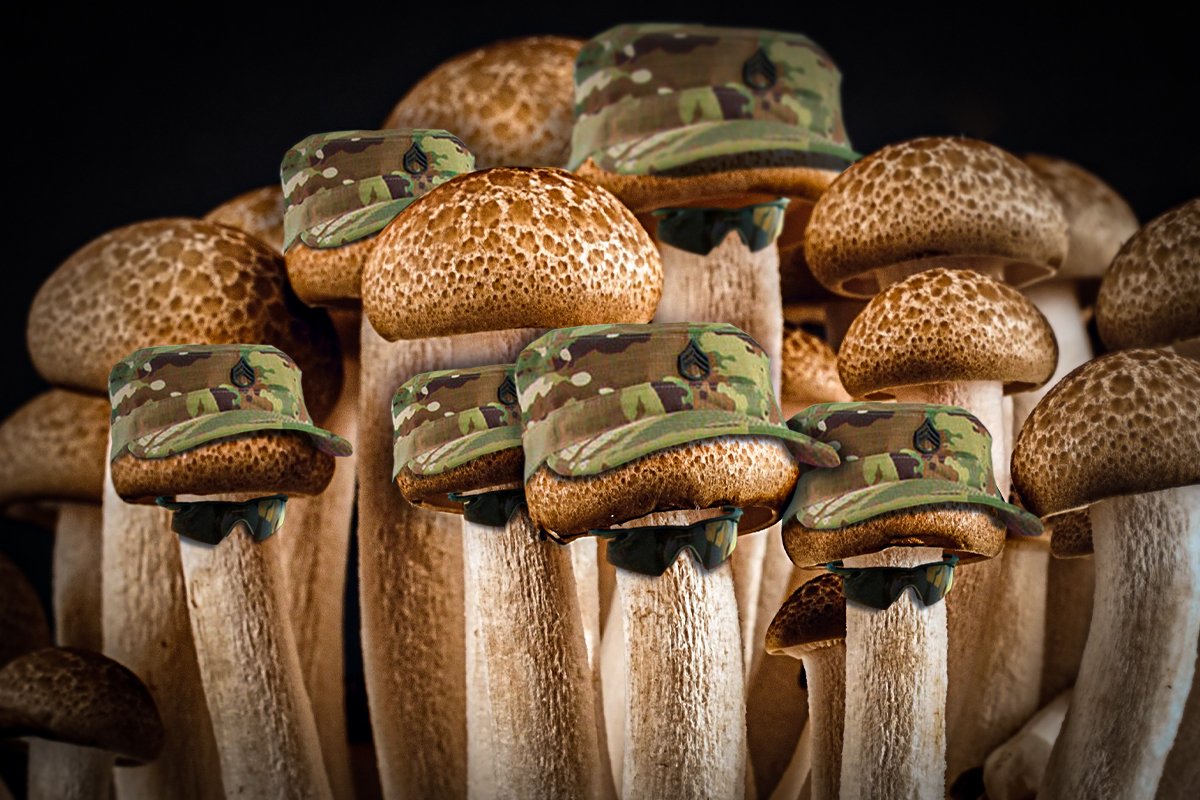 army mushrooms