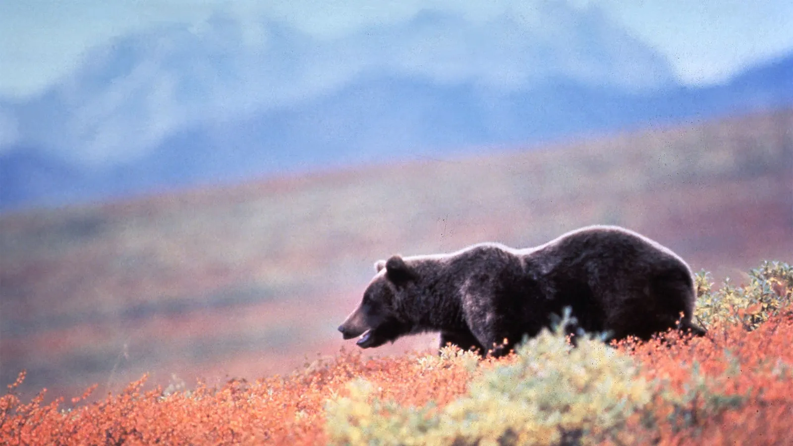 Typhoon Merbok, grizzlies
