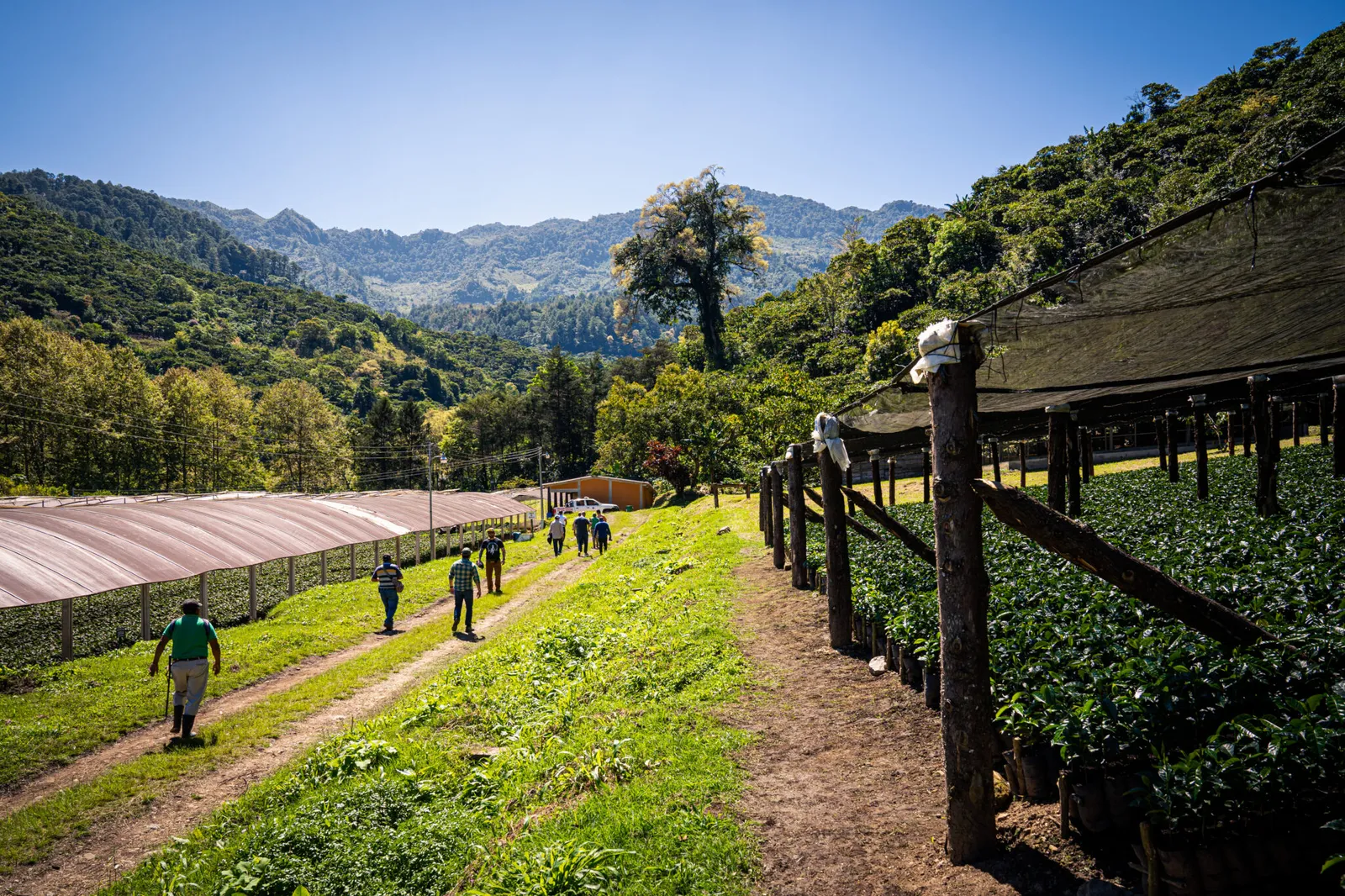 san francisco cotzal farm