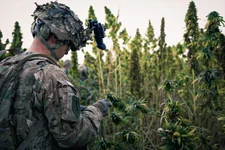 U.S. Army Spc. William Phillips, 4th Squadron, 4th Cavalry Regiment, 1st Infantry Division, takes a picture of a marijuana plant outside of Mullayan, Kandahar province, Afghanistan, Oct. 31. Soldiers of the 4-4 Cav. were patrolling through the outskirts of the village checking for Improvised Explosive Devices. Photo by Spc. Kristina Truluck/U.S. Army.