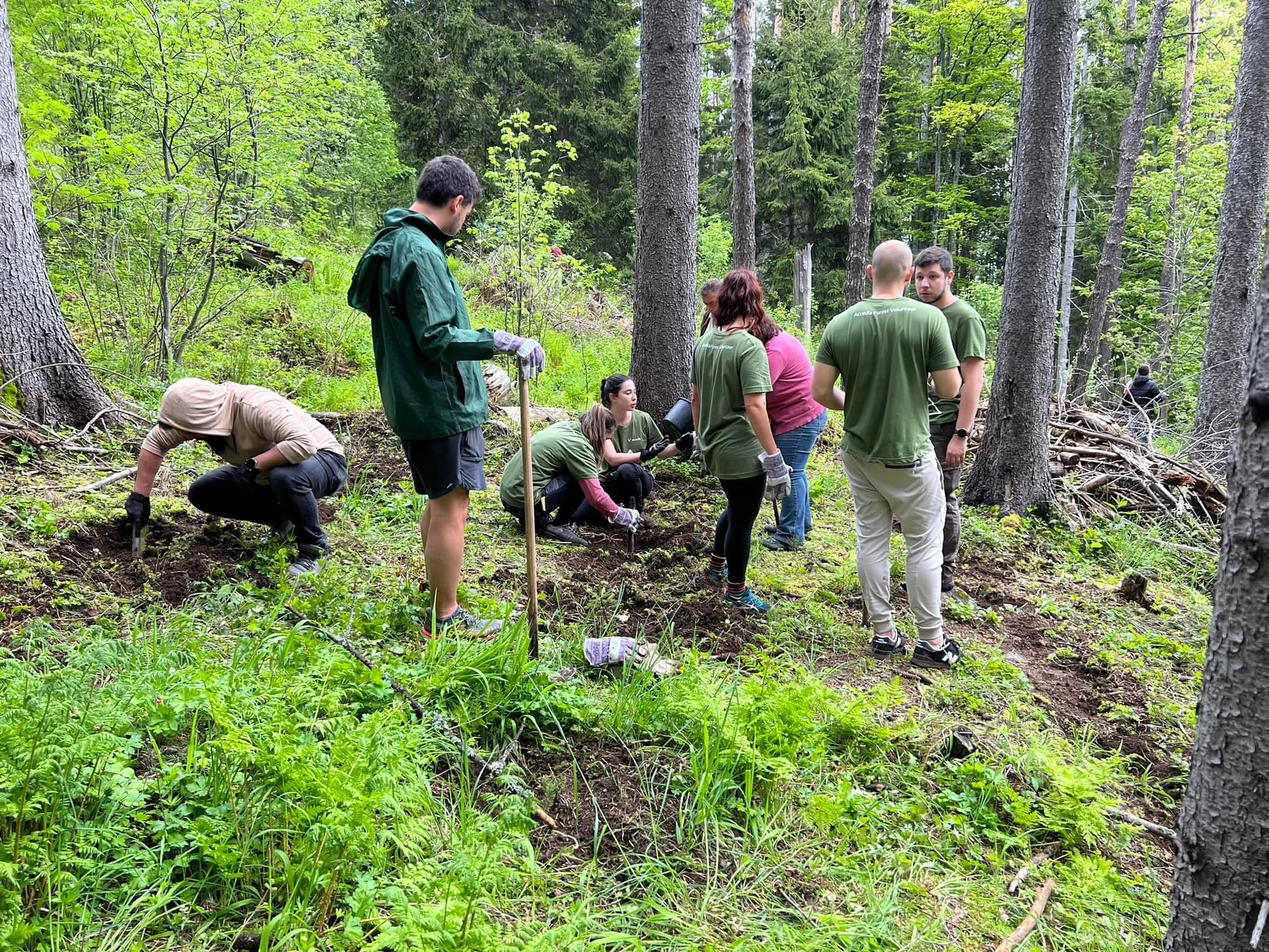 colleagues got together at the weekend, they are in a forest are planting trees