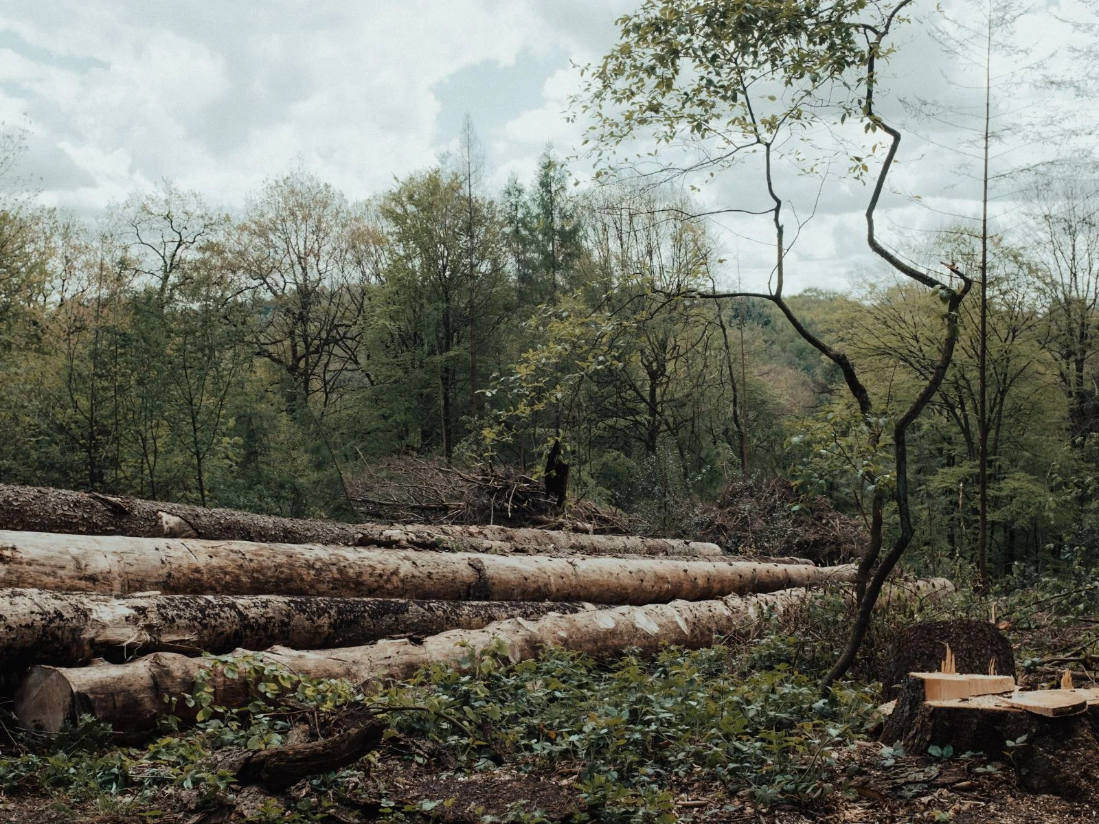 cut tree in the forest