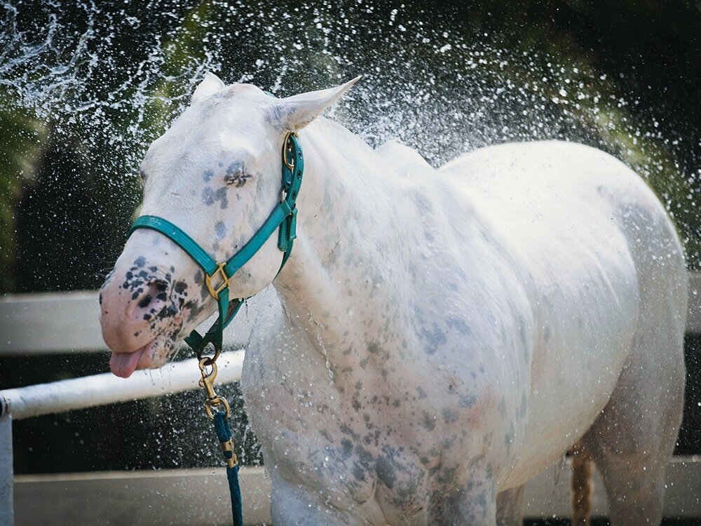 Splish, Splash, Your Horse Is Taking A Bath