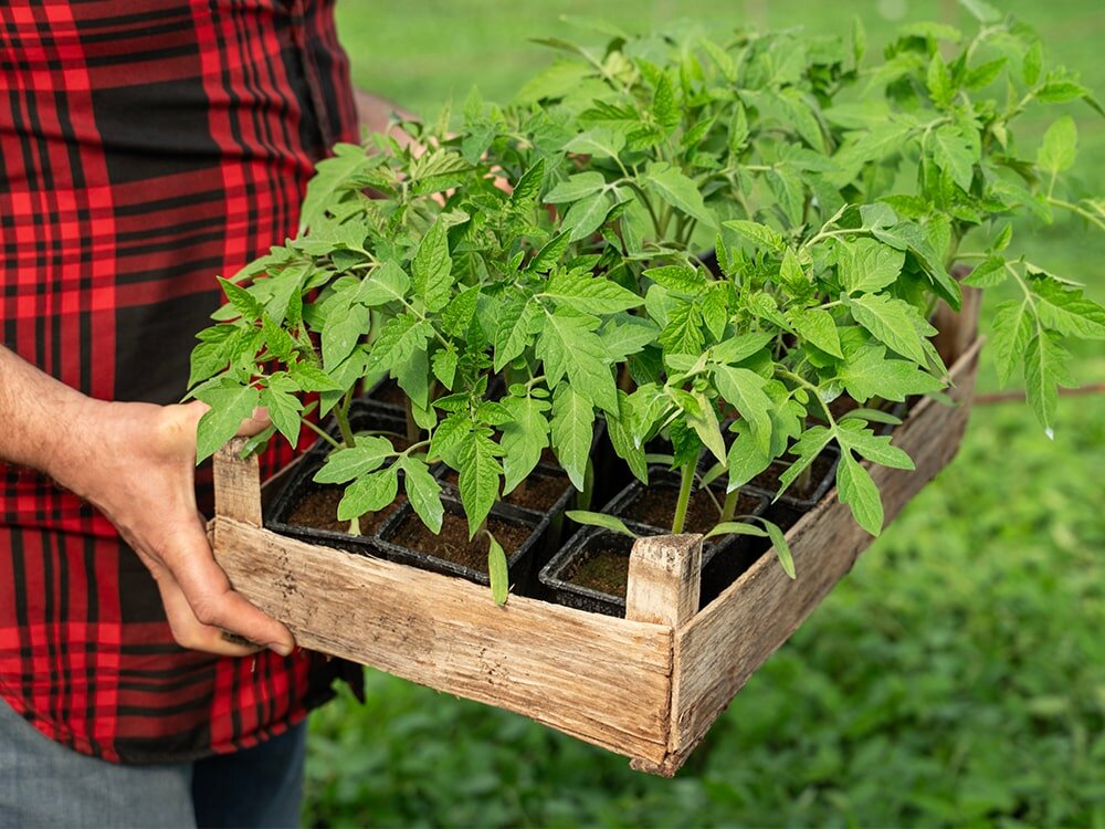 Best Way To Plant Tomatoes: Tips for New Tomato Growers