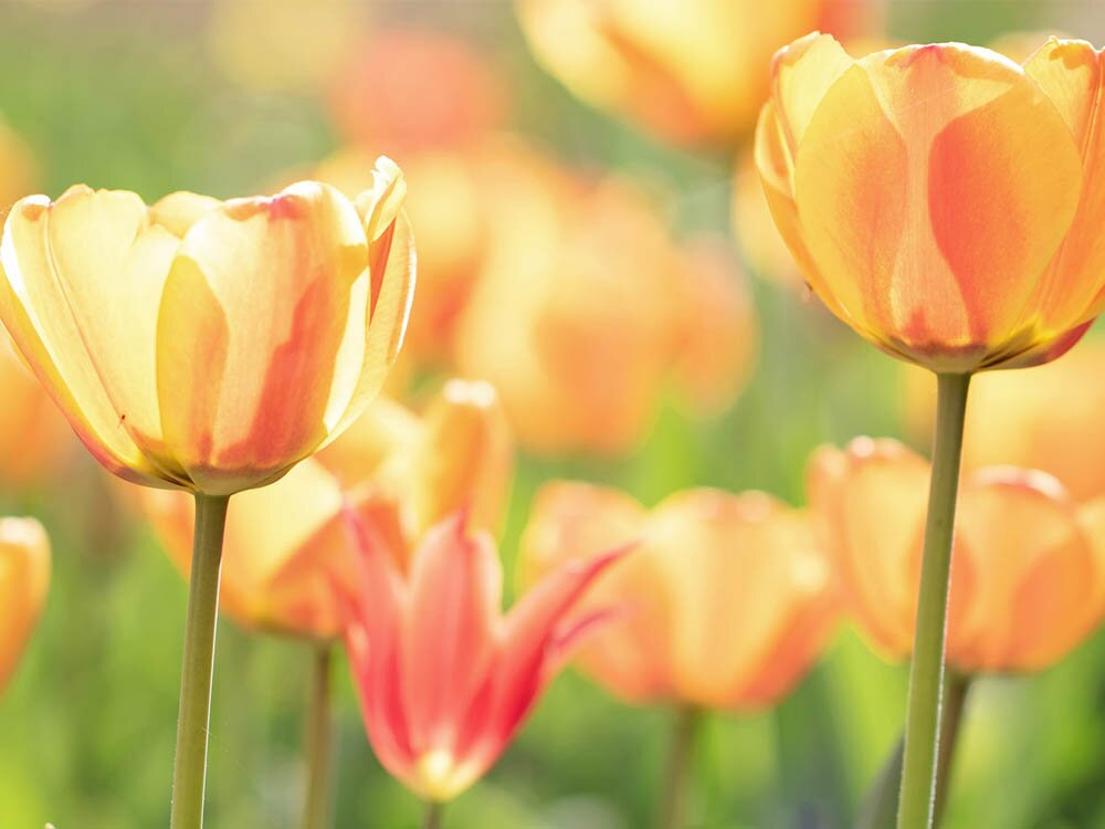 Your March Garden Checklist with Mike Darcy