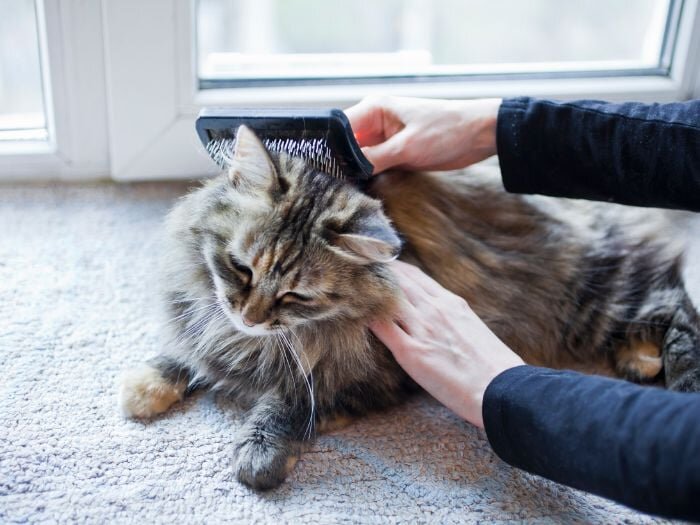 A Long-Haired Cat Care Guide to Help Tame the Fluff!