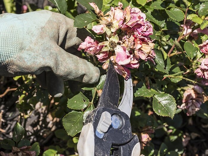 Grateful Dead-Heading, Garden Style with Mike Darcy