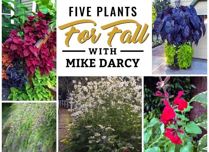 Five Plants for Fall with Mike Darcy