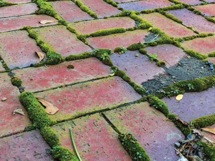 Moss Control with Mike Darcy