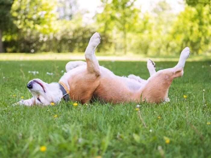 Protecting Your Dog From Fleas & Ticks During Summer