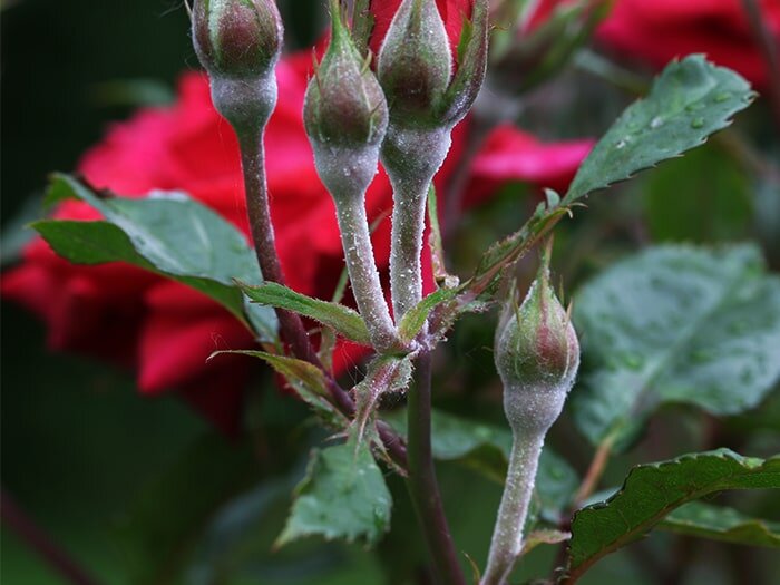 Gaining the Edge on Powdery Mildew with Mike Darcy