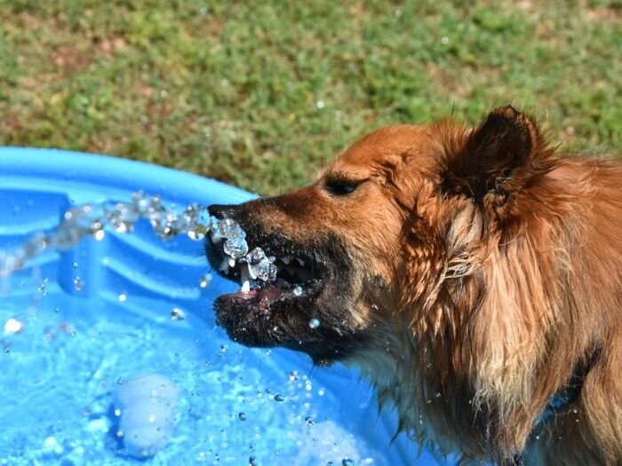 33 Safe and Fun Summer Activities for Your Dog