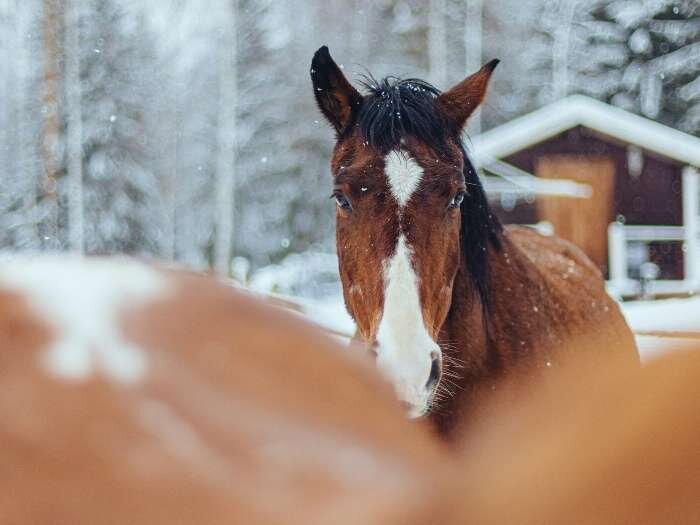 Winter Horse Care Tips