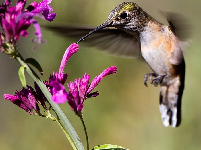 The Humm of Spring: Hummingbirds & Butterflies