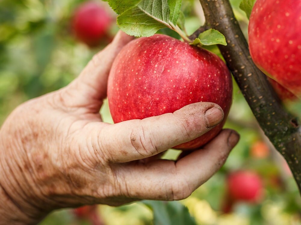 Getting Started with Fruit Trees with Mike Darcy