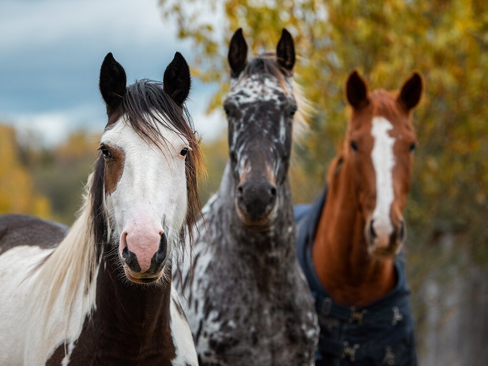 150+ Horse Names with Meanings – Find the Perfect One!
