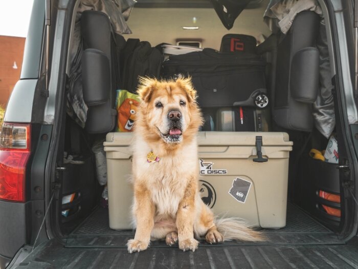 Traveling With Your Dog Made Easy