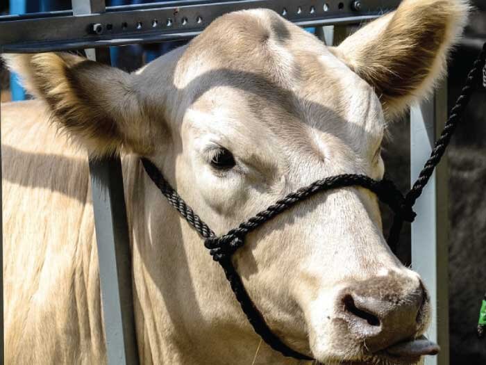 Picking Out Your Next Project Animal